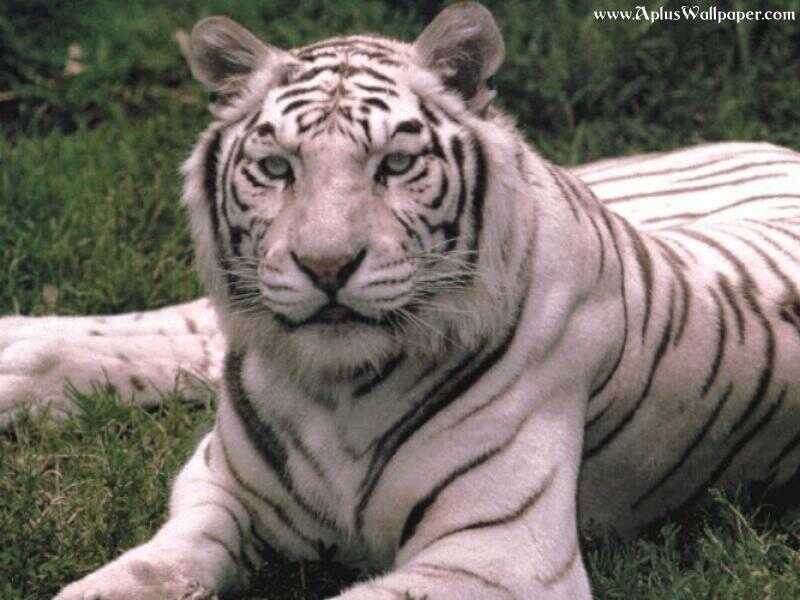 fehertigris